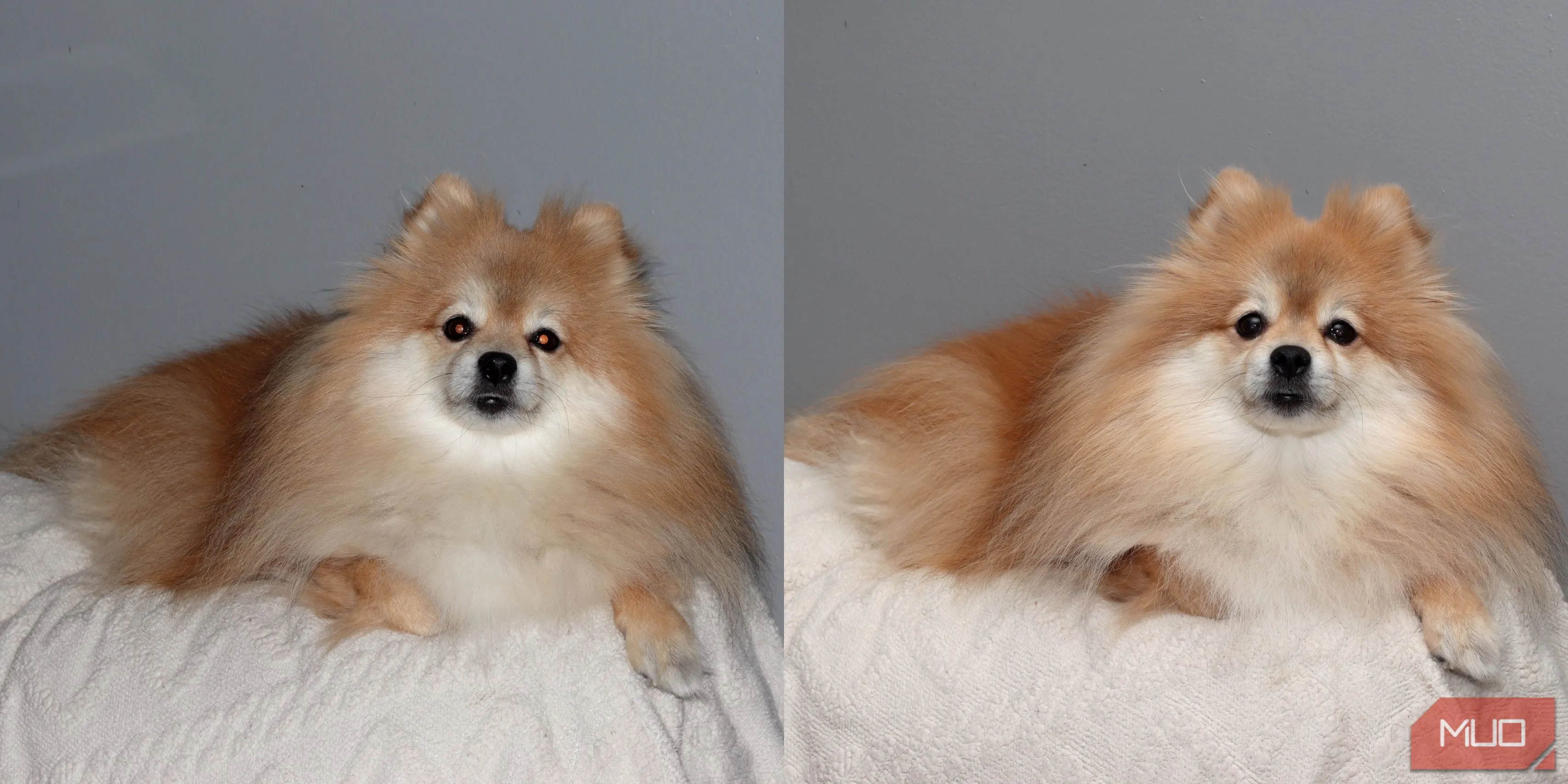 So sánh cạnh nhau một chú chó Pomeranian trên ghế sofa. Ảnh trái chụp bằng flash tích hợp, ảnh phải chụp bằng flash Godox VING