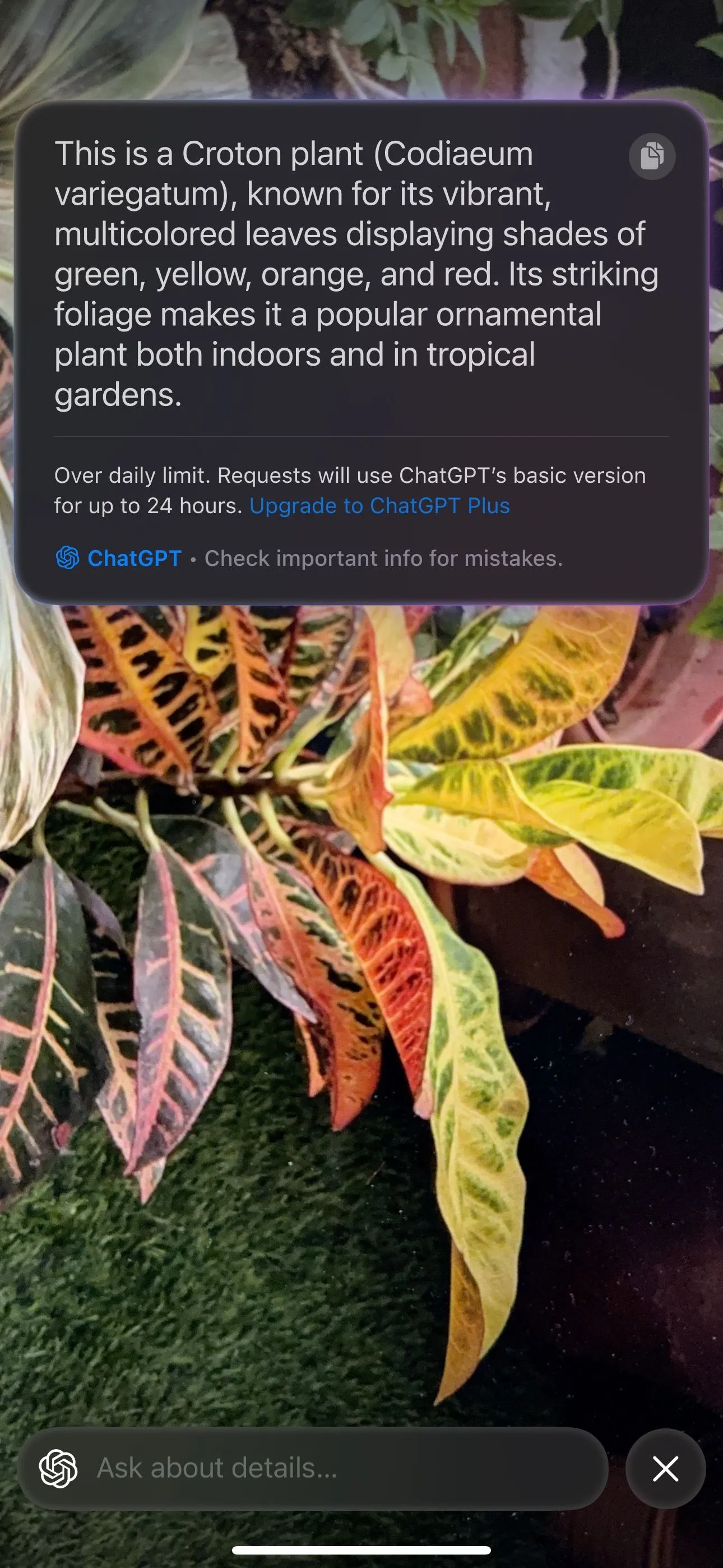 Visual Intelligence trên iPhone 15 Pro nhận diện cây cối